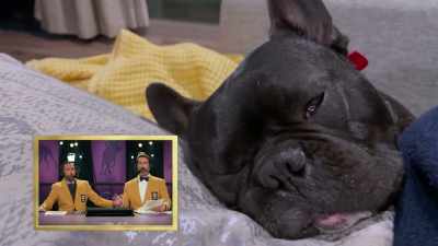 Whoa, that'll -- I mean, - 2022 American Rescue Dog Show