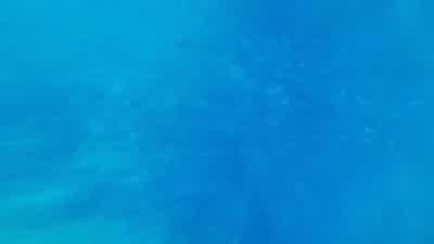 - Whoa! - Wahoo! - Whoa! - Whoa! - Finding Nemo