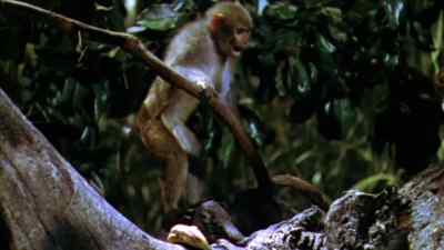 Whoa, what was that, what was that? - Gold of the Amazon Women