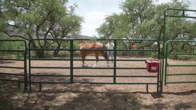 Whoa, whoa, whoa.
Easy, easy, easy. Okay. - A Cowboy Christmas Romance