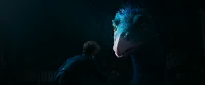 Whoa. Whoa! Whoa! - Fantastic Beasts and Where to Find Them