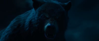 Whoa, whoa, whoa, whoa. - Cocaine Bear