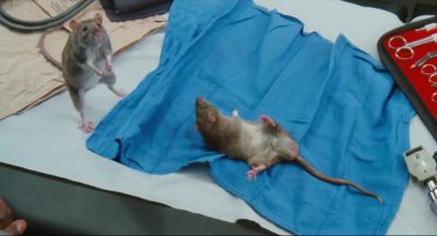 Whoa you're telling me He just had gas - Doctor Dolittle