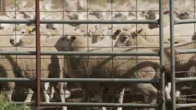 Whole lot of sheep. (LAUGHS) - Miriam Margolyes: Australia Unmasked