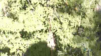 WHOO! - Man vs. Wild