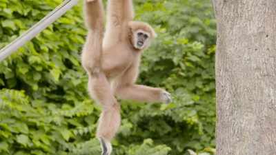 (whooping) - Secrets of the Zoo