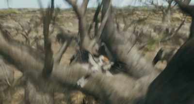 Why am I running? - Mufasa: The Lion King