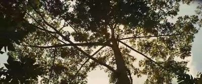 Why are you shining on this world - Beasts of No Nation