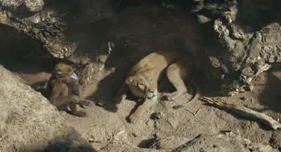 Why are you all looking at me? - Mufasa: The Lion King
