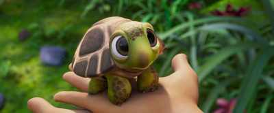 Why are you so far away
from the river, little turtle? - Ainbo