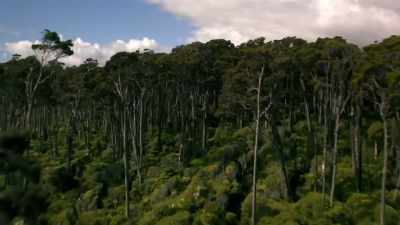 Why did some species evolve
to be so large? - Modern Dinosaurs