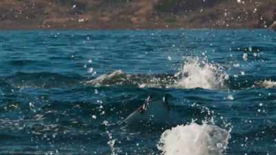 Why do they leap? - Blue Planet II