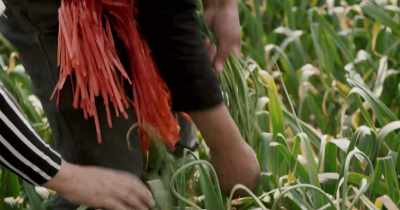 Why do you pull the garlic stems? - Rotten