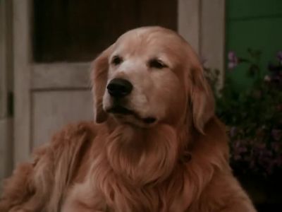 Why don't you relax - Homeward Bound: The Incredible Journey