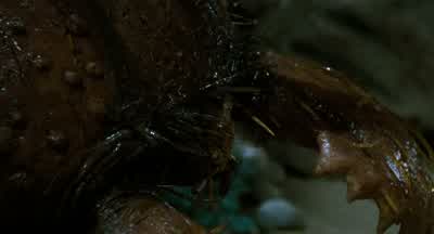 Why don't we let him go? - Honey, I Shrunk the Kids