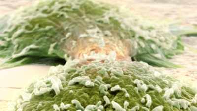 Why is it that our immune system - Human: The World Within