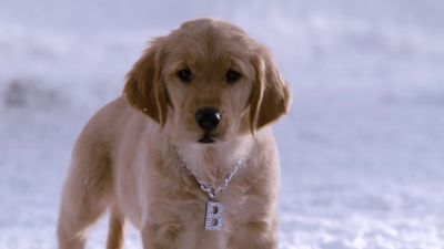 Why you laughing at my homedawgs - Snow Buddies