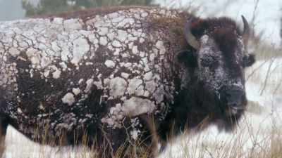"Why not infuse this hardy
blood into our native cattle - The American Buffalo