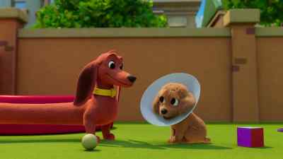 Why is she crying? - Pretzel and the Puppies