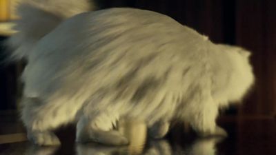 Why is the game afoot l mean no - Cats &amp; Dogs