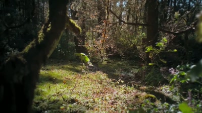 Why these trees, of all the trees, - A Year on Planet Earth