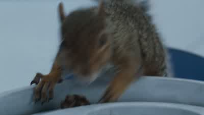 Why use squirrels? - Charlie and the Chocolate Factory