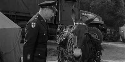 Why What trick is there to talking - Francis Joins the WACS