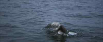 Why? Why can't I...? - Jonathan Livingston Seagull