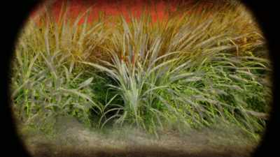Why would there be frost on
such a sunny warm morning? - Cosmos: Possible Worlds