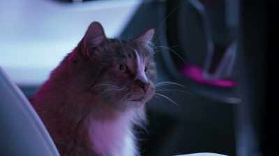 Wi-Fi and cellular
access codes. Ha-ha. - Cats & Dogs 3: Paws Unite