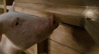 Wilbur we're born we live - Charlotte's Web
