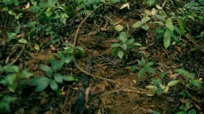 WILD BOAR HAVE
NOTORIOUSLY POOR EYESIGHT, - Expedition Mungo