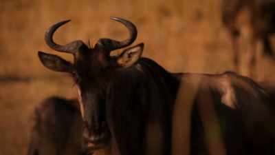 (WILDEBEEST BLEATING) - Welcome to Earth