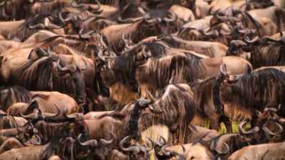 -(WILDEBEEST GRUMBLING)
-(CRICKETS CHIRPING) - Welcome to Earth