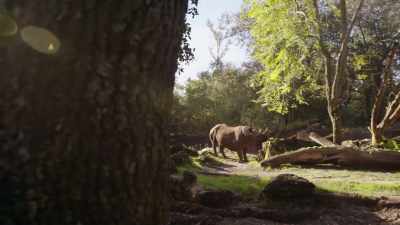 (WILDEBEEST GRUNTS) - Magic of Disney's Animal Kingdom