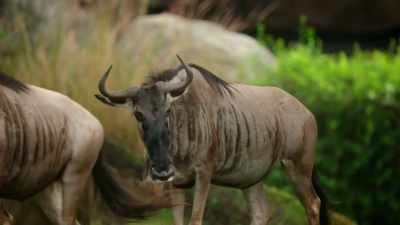 Wildebeest, look at them.
Nosy neighbors, still. - Magic of Disney's Animal Kingdom