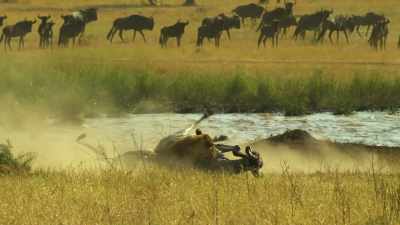 WILDEBEEST SHRIEKS - Serengeti