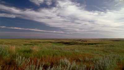 Wildlife "seemed to be
everywhere"-- - The American Buffalo