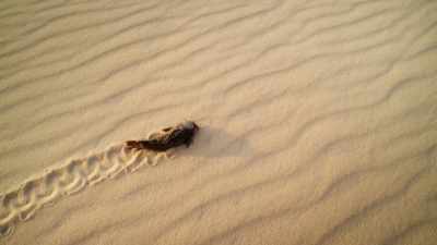 WILL: An armored catfish
is, well, no ordinary fish. - Welcome to Earth