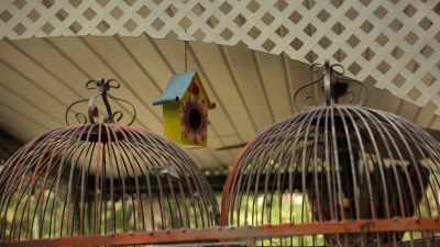 -Will you behave for me?
-[bird squawking] - The Later Daters