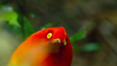Will contracting and expanding his pupil
be the right lure? - Dancing with the Birds