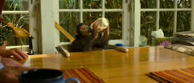 How old is he? - Rise of the Planet of the Apes