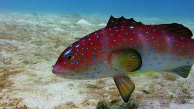 Will this model trout
fool the clownfish? - Blue Planet II