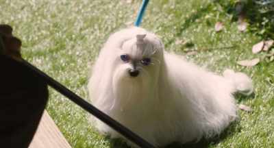 Will you sell this puppy to me? - The Confidence Man JP - The Movie -