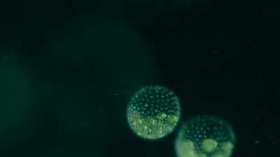 WILL SMITH: Maybe there are
microbes on other planets, but
there's a big leap between them - One Strange Rock