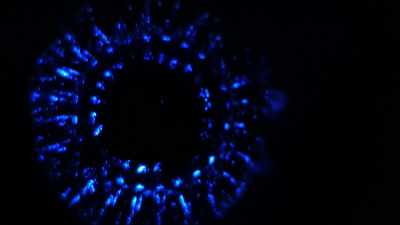 WILL: So, they're making their own light. - Welcome to Earth