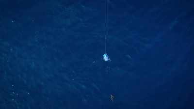 WILL: Tiger sharks usually spend
their lives alone, - Welcome to Earth