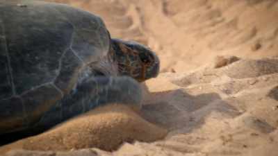 WILL: Without our help, this turtle mom
would almost certainly have fried to death - Welcome to Earth
