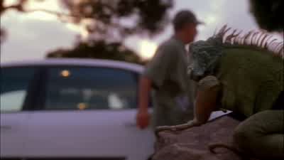 William gamal? - NCIS