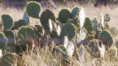 Williams:
THIS IS VERY RUGGED RANCHLAND. - Bloodlands